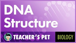 Simple Trick To Remember Structures of DNA and RNA Nucleobases  Base Pairings [upl. by Aicilaf856]