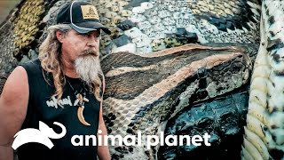 O que torna uma cobra píton birmanesa tão letal  Caçadores de Pítons  Animal Planet Brasil [upl. by Gagnon9]