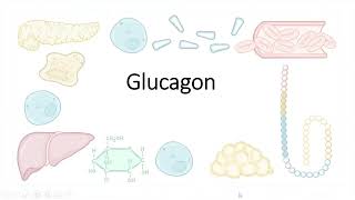 Glucagon [upl. by Ailana933]