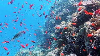 Snorkeling Sharm El Sheikh Red Sea Ras Mohammed National Park The Alternatives July 2023 [upl. by Malvia]