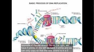 DNA and DNA replication [upl. by Linoel]