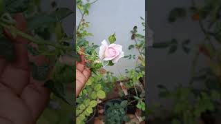 Moncouer rose blooms [upl. by Fagaly]