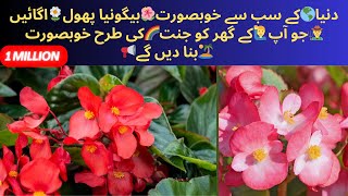 Propagate🙋🏻Begonia🌺from Leaves🌿 Begonia🌺Plant🪴Care🪺 Begonias🌴Flower🌸Bulb🌰 Winter❄️Flower🌻Plants🌳 [upl. by Meehyr]