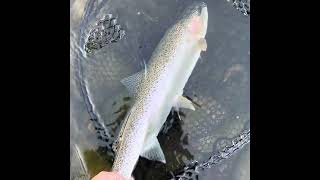 Episode 13 Steelhead fishing the American River [upl. by Solly851]