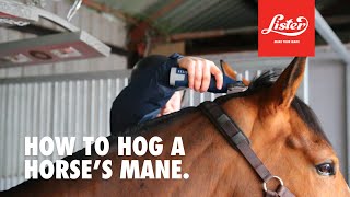 How to hog a horses mane [upl. by Phillane]