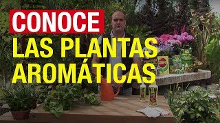 Conoce las plantas aromáticas  COMPO Jardinería [upl. by Sasnak322]