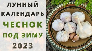 ОЗИМЫЙ ЧЕСНОК Сроки посадки под зиму по лунному календарю 2023 ОКТЯБРЬ НОЯБРЬ и ДЕКАБРЬ [upl. by Aniat]