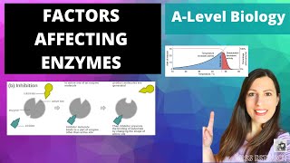 Factors Affecting Enzymes Temperature pH substrate amp Enzymes concentration and Inhibitors [upl. by Anaerb]