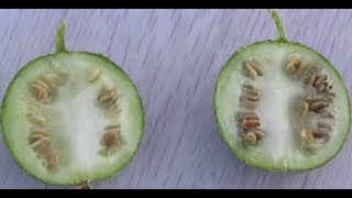 الحنظل او الدحق البري Citrullus colocynthis [upl. by Can]