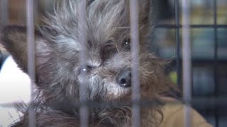 More Than 100 Animals Rescued from Arkansas Puppy Mill [upl. by Server631]