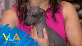 Xoloitzcuintles todo lo que debes saber de estos perritos  Venga la Alegría [upl. by Imoyn]