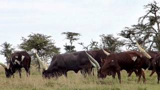 Ankole cattle part 3 [upl. by Haraj]