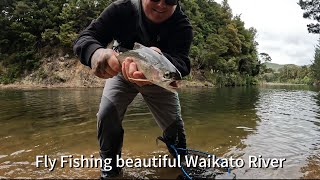 Secret Waikato river Fly Fishing in New Zealand [upl. by Inuat]