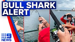 Bull sharks spotted by fishermen in Sydney Harbour  9 News Australia [upl. by Ydospahr]