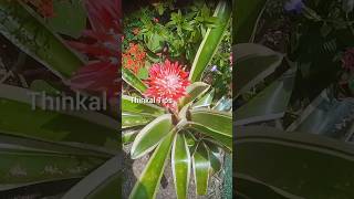 bromeliads variegated plants flowers  thinkal tips  you tube short  short viral [upl. by Ellis695]