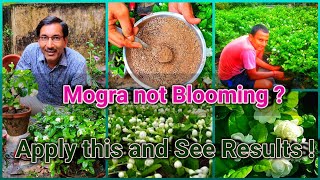 Mogra or Arabian Jasmine not Blooming  Apply this fertilizer and see the Results [upl. by Wilona]