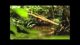 Killer Amazon Bats  Amazing Austin Stevens Wildlife Documentary [upl. by Gladstone]