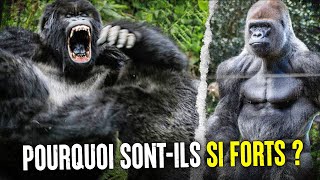 Pourquoi Les Gorilles Sontils Si 💪 Forts [upl. by Nibaj]