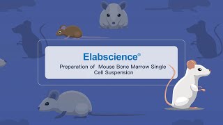 Preparation of Mouse Bone Marrow Single Cell Suspension [upl. by Resaec]