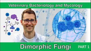 Dimorphic Fungi Part 1  Veterinary Bacteriology and Mycology [upl. by Freeman]