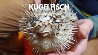 Kugelfisch aus Asien [upl. by Annabal584]