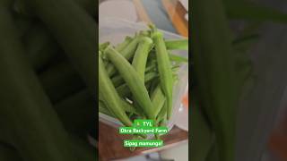 Backyard Farm Fresh Okra Everyday [upl. by Ardnuhsal]