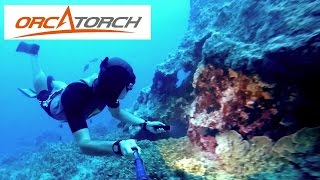 Scuba  Freedive flashlights  Orcatorch D550 D500 D500V [upl. by Ramburt434]