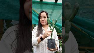 Opuntia Canterae elata shortvideo plantcollection showcase subscribeformore cactulover [upl. by Nipha131]