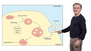 Randy Schekman HHMI amp UCB 3 How human cells secrete small RNAs in extracellular vesicles [upl. by Whitehurst294]