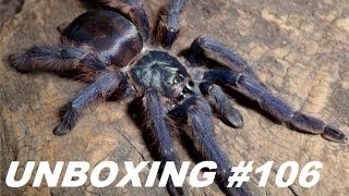 Tartan Tarantulas Unboxing 106 TViolaceus Female [upl. by Ravilob]