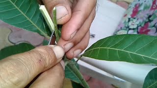 insitu Softwood grafting on mango tree आम पर मुलायम कलम कैसे करे [upl. by Ettegirb]