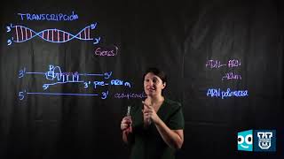 Síntesis y secreción de proteínas Transcripción del ADN [upl. by Weintrob]