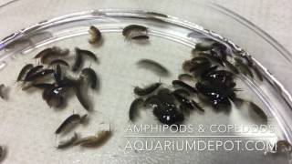 Amphipods amp Copepods for Your Reef Aquarium  Live Food for Marine Fish amp Coral [upl. by Sihtam622]