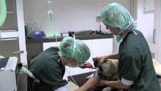 Dierenkliniek Putten Chirurgie [upl. by Sheley]