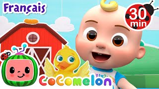 🐥 Cinq Petits Cannards 🐥 Chansons pour Bébés  CoComelon  Danse et Joue [upl. by Lissak]