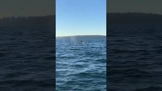 Puget Sound Killer Whales [upl. by Assilym]