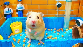 Hamster Escape the Pop It Maze for Pets in Real Life 🐹 Hamster Maze [upl. by Niltiak]