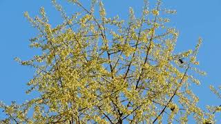 Sumac Tree pollinators abound SW Virginia 2024 [upl. by Llerrehs]