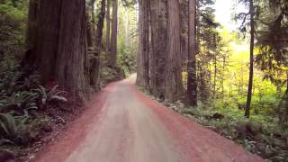 Howland Hill Road Jedediah Smith Redwoods [upl. by Vicky297]