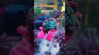 Printed Reef Essentials for an Amazing Reef Tank Setup [upl. by Saqaw392]