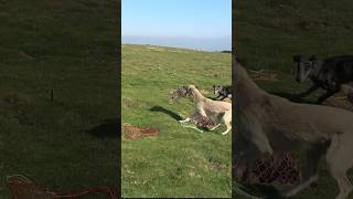 Flying out ferreting rabbiting rabbithunting lurcher hunting [upl. by Yasmar657]