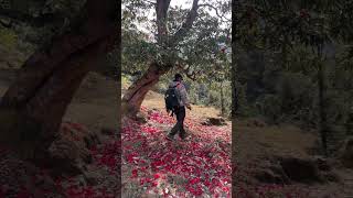 This live is rhododendron music bollywood dance explore the mountain 🏔️ grayground [upl. by Anyrak]