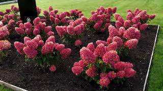 Hydrangea paniculata Living Raspberry Pink [upl. by Premer862]