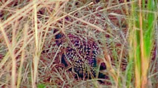 Old Game bird of India Partridge Phasianidae order Galliformes or Tittar Titarby Shirishkumar [upl. by Ahsiuqat]