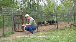 HomeMade Hog Trap and Pen [upl. by Mulry]