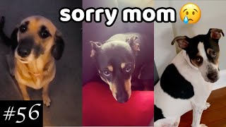 Newest Guilty Dogs Videos  Compilation Of Guilty Dogs [upl. by Butterfield]