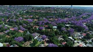 🇿🇦 Jacaranda mimosifolia is a subtropical tree South Africa drone footage [upl. by Airahcaz]