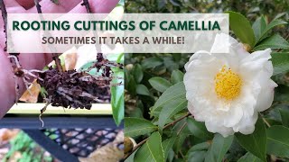 Rooting Camellia Cuttings  Results [upl. by Chloras908]