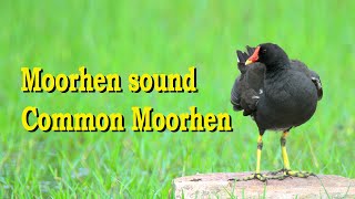 Moorhen sound  Common Moorhen [upl. by Ping41]