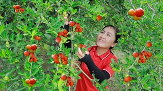 Harvest Acerola Cherry amp other fruits and goes to the market sell  Vietnamese Harvesting [upl. by Cirdnek]